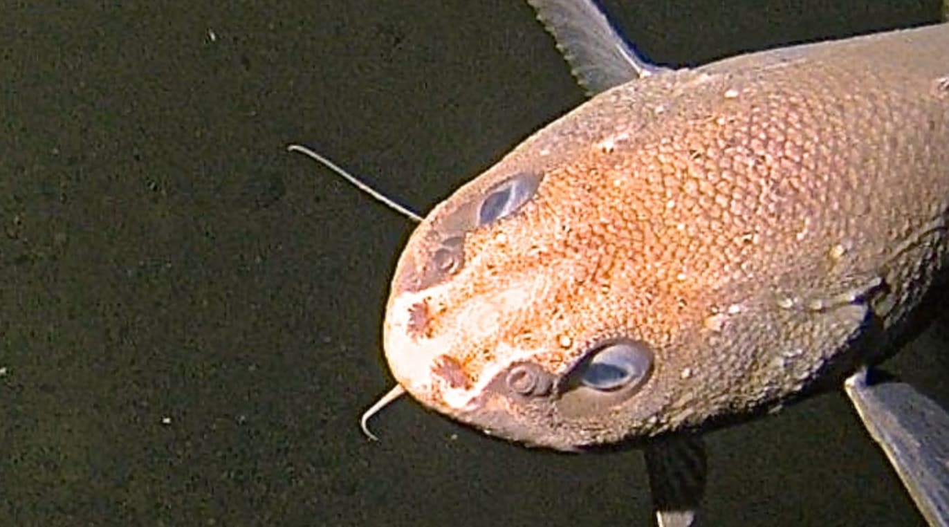 “While researchers gathered the deepest rock samples ever taken from the Mariana Trench, they accidentally discovered the deepest fish ever seen - at a depth of over 8,100 meters (5 miles).”